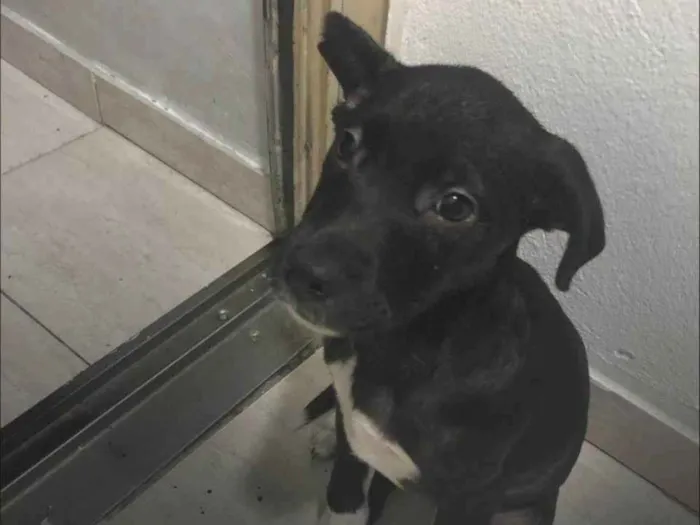 Cachorro ra a SRD-ViraLata idade 2 a 6 meses nome Petu