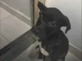 Petu