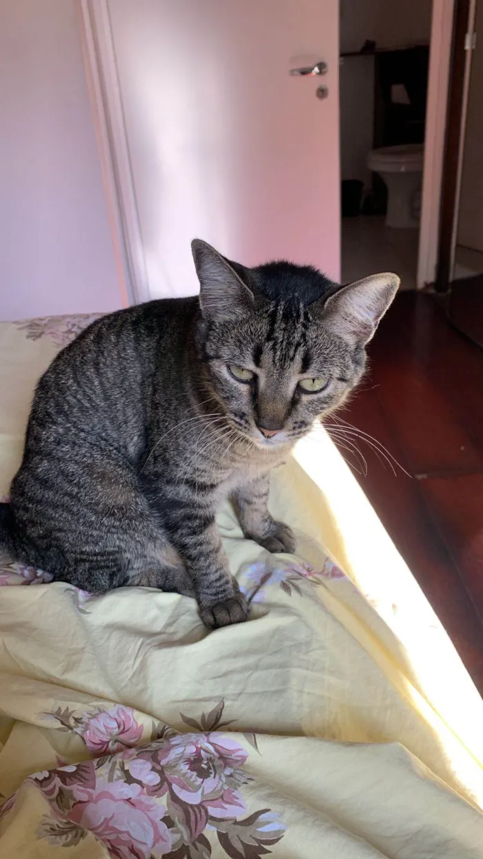 Gato raça SRD-ViraLata idade 2 anos nome Alita