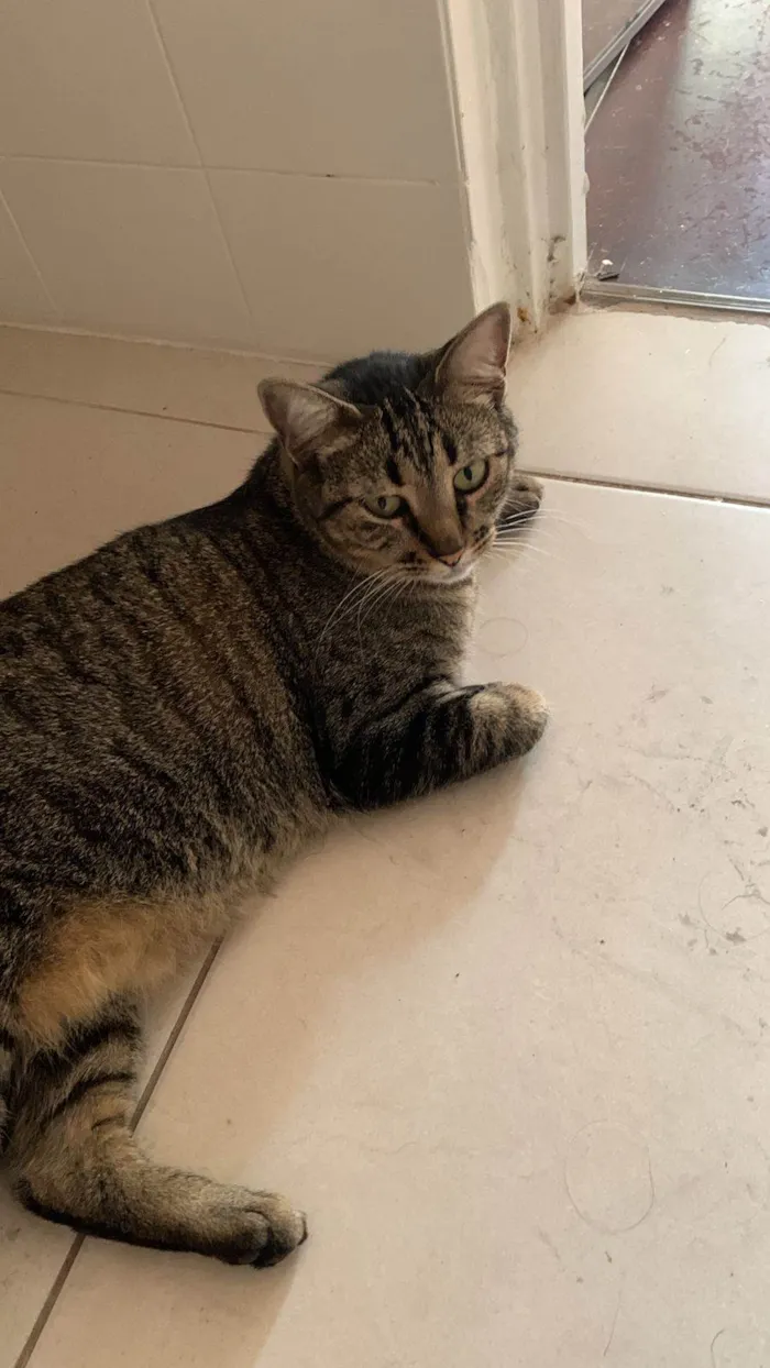 Gato raça SRD-ViraLata idade 2 anos nome Alita