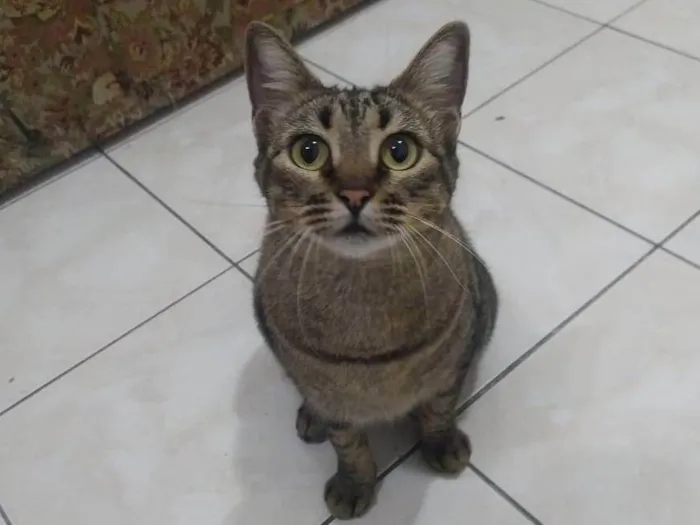 Gato raça SRD-ViraLata idade 2 anos nome Alita