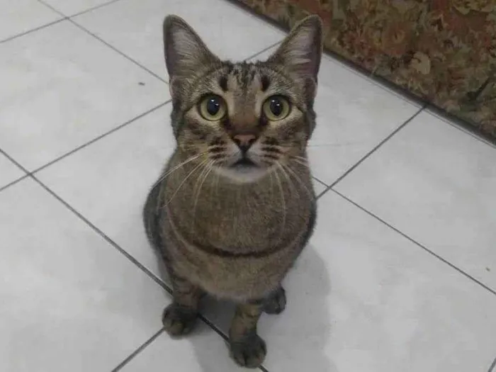 Gato raça SRD-ViraLata idade 2 anos nome Alita