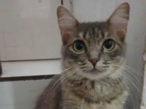 Gato raça Angora idade 1 ano nome Faísca 