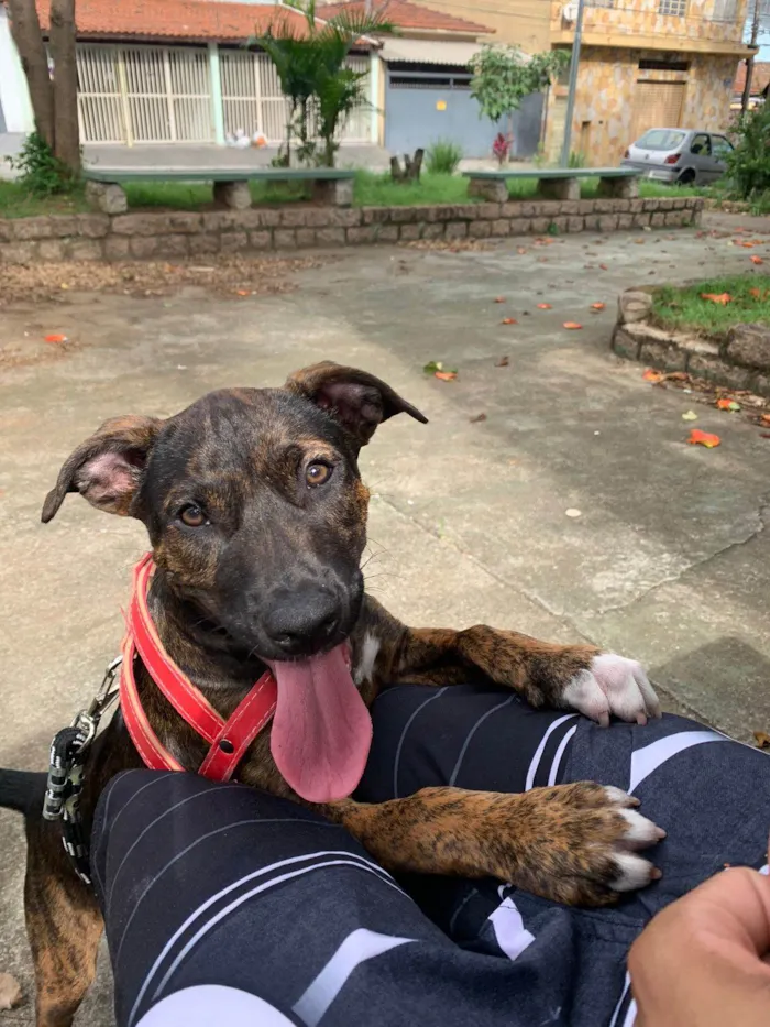 Cachorro ra a SRD-ViraLata idade 2 a 6 meses nome Thor