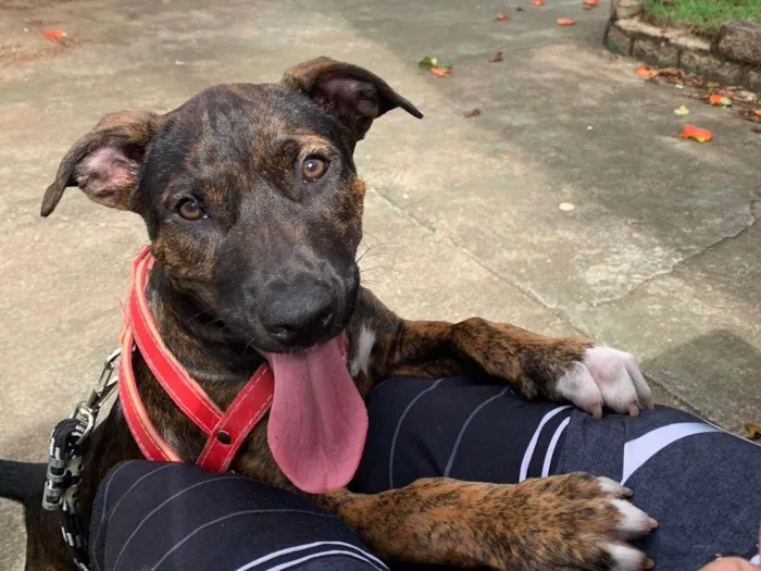 Cachorro ra a SRD-ViraLata idade 2 a 6 meses nome Thor