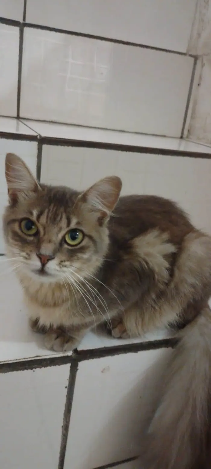 Gato raça Angora idade 1 ano nome Fumaça