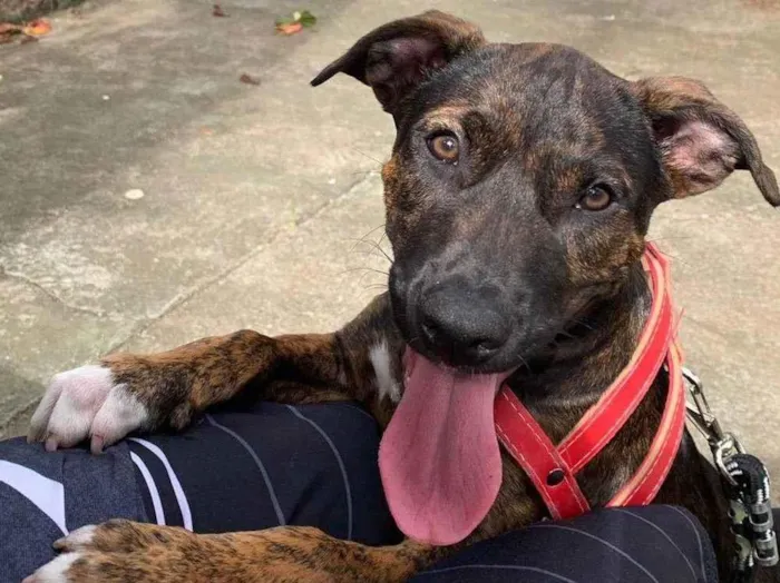 Cachorro ra a SRD-ViraLata idade 2 a 6 meses nome Thor