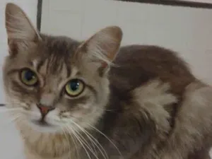 Gato raça Angora idade 1 ano nome Fumaça