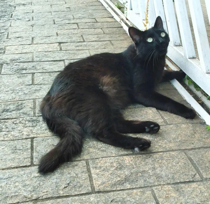 Gato ra a srd idade 3 anos nome Batata