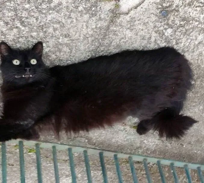 Gato ra a srd idade 3 anos nome Batata
