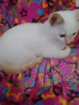 Floquinho