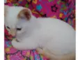 Floquinho