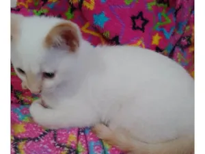 Gato raça Viralata idade 7 a 11 meses nome Floquinho