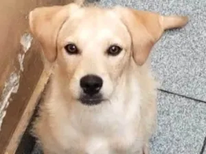 Cachorro raça SRD-ViraLata idade 7 a 11 meses nome Bella