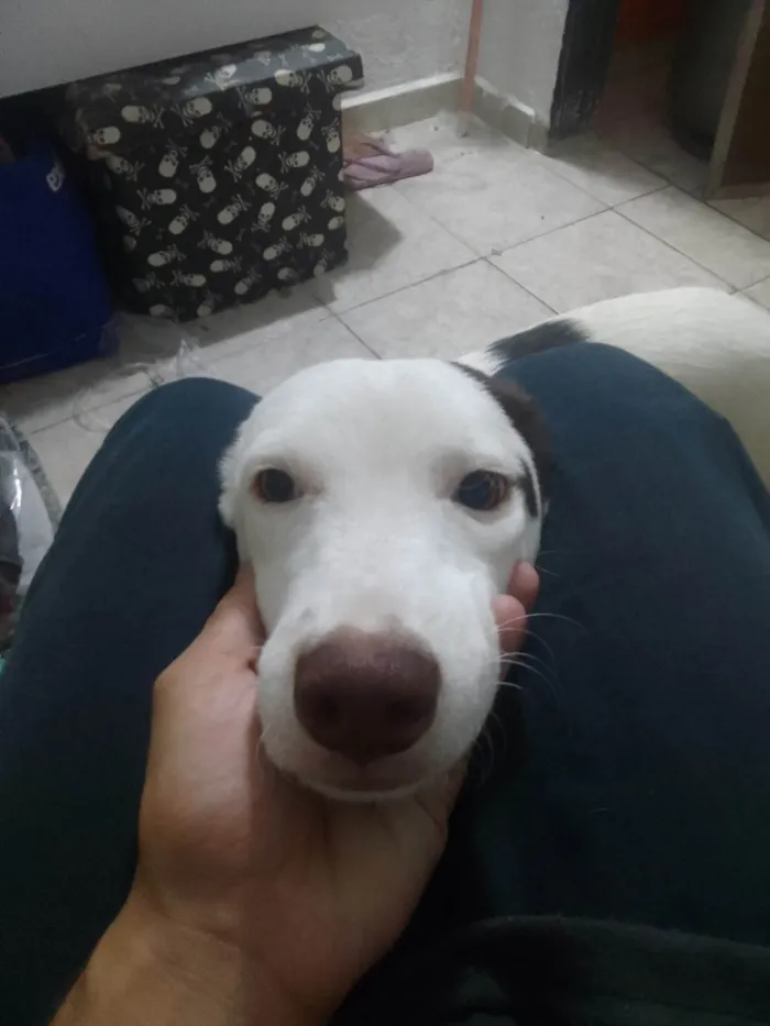 Cachorro raça Vira lata  idade 2 a 6 meses nome Olever