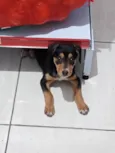 Cachorro raça  idade 2 a 6 meses nome Skye