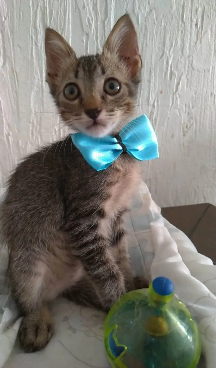 Gato ra a srd tigradinho idade 2 a 6 meses nome ROMEO