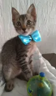 ROMEO