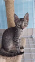 ROMEO