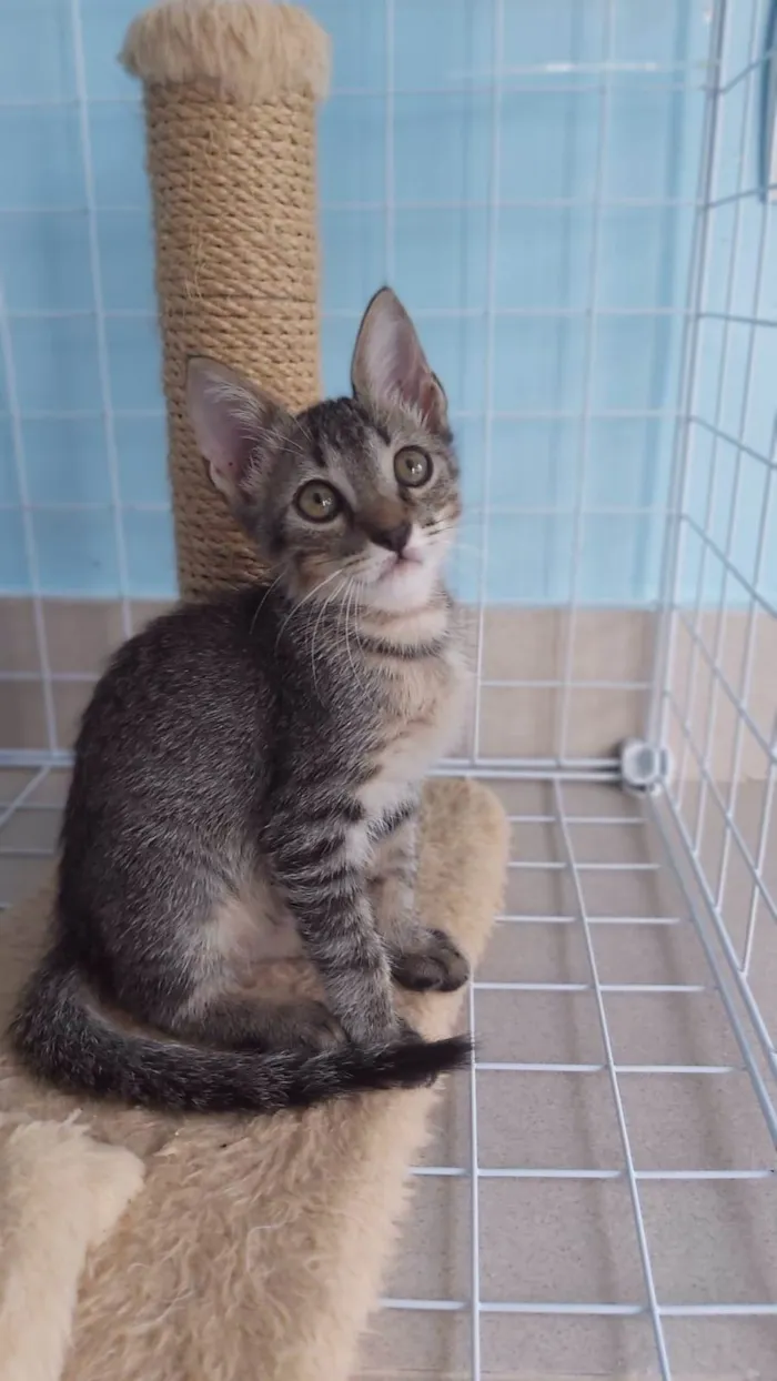 Gato ra a srd tigradinho idade 2 a 6 meses nome ROMEO