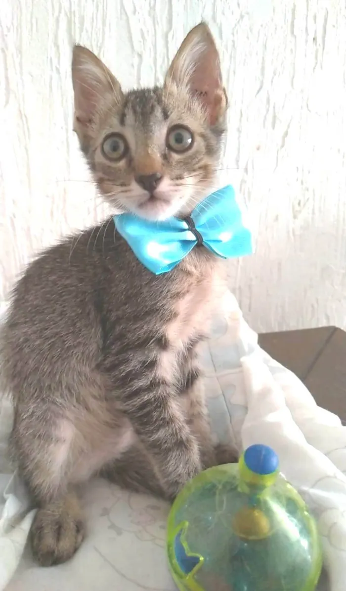 Gato ra a srd tigradinho idade 2 a 6 meses nome ROMEO