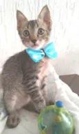 ROMEO
