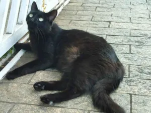 Gato raça srd idade 3 anos nome Batata