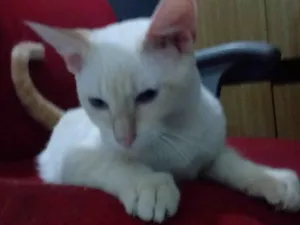 Gato raça Angorá idade 7 a 11 meses nome Branco 