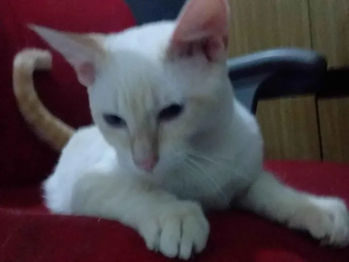 Gato raça Angorá idade 7 a 11 meses nome Branco 