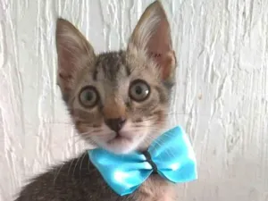 Gato raça srd tigradinho idade 2 a 6 meses nome ROMEO