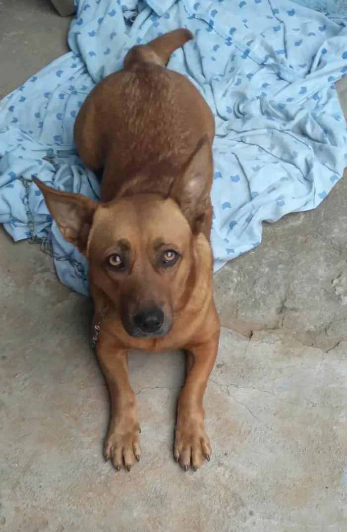 Cachorro ra a SRD-ViraLata idade 1 ano nome Pastel