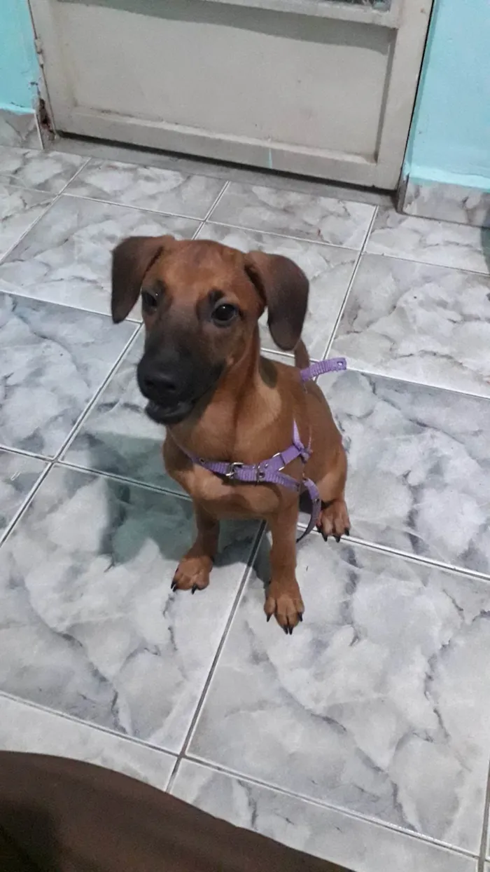 Cachorro ra a SRD-ViraLata idade 2 a 6 meses nome Não tem nome