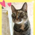 Gata