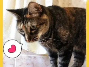 Gato raça SRD-ViraLata idade 6 ou mais anos nome Gata