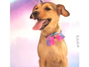 Cachorro raça SRD-ViraLata idade 1 ano nome Lila