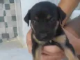 Não tem
