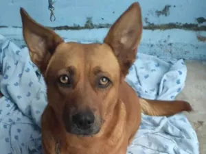 Cachorro raça SRD-ViraLata idade 1 ano nome Pastel