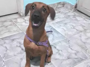 Cachorro raça SRD-ViraLata idade 2 a 6 meses nome Não tem nome