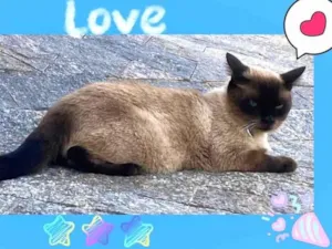 Gato raça SRD-ViraLata idade 2 anos nome Merlin