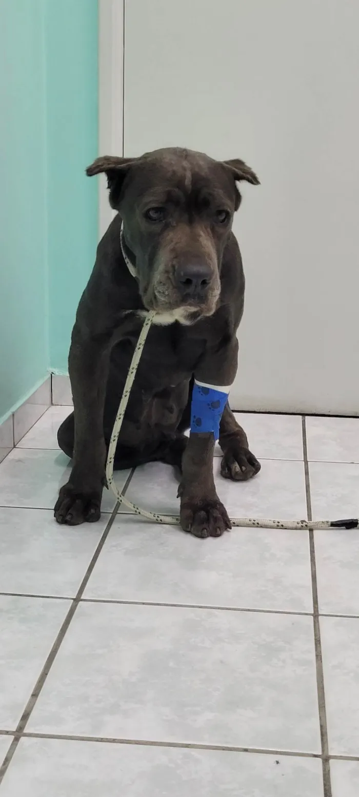 Cachorro ra a Mistura de pitbull idade 5 anos nome Sem nome