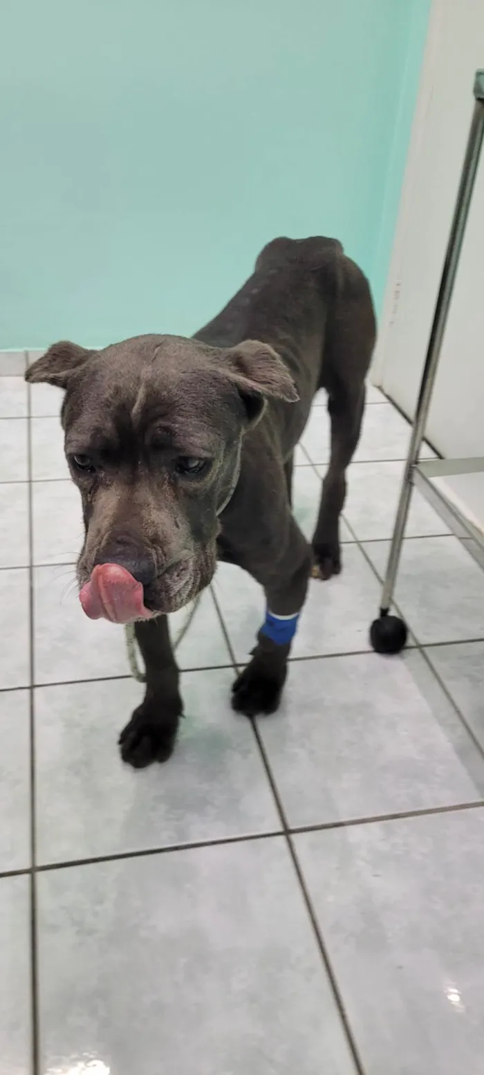 Cachorro ra a Mistura de pitbull idade 5 anos nome Sem nome