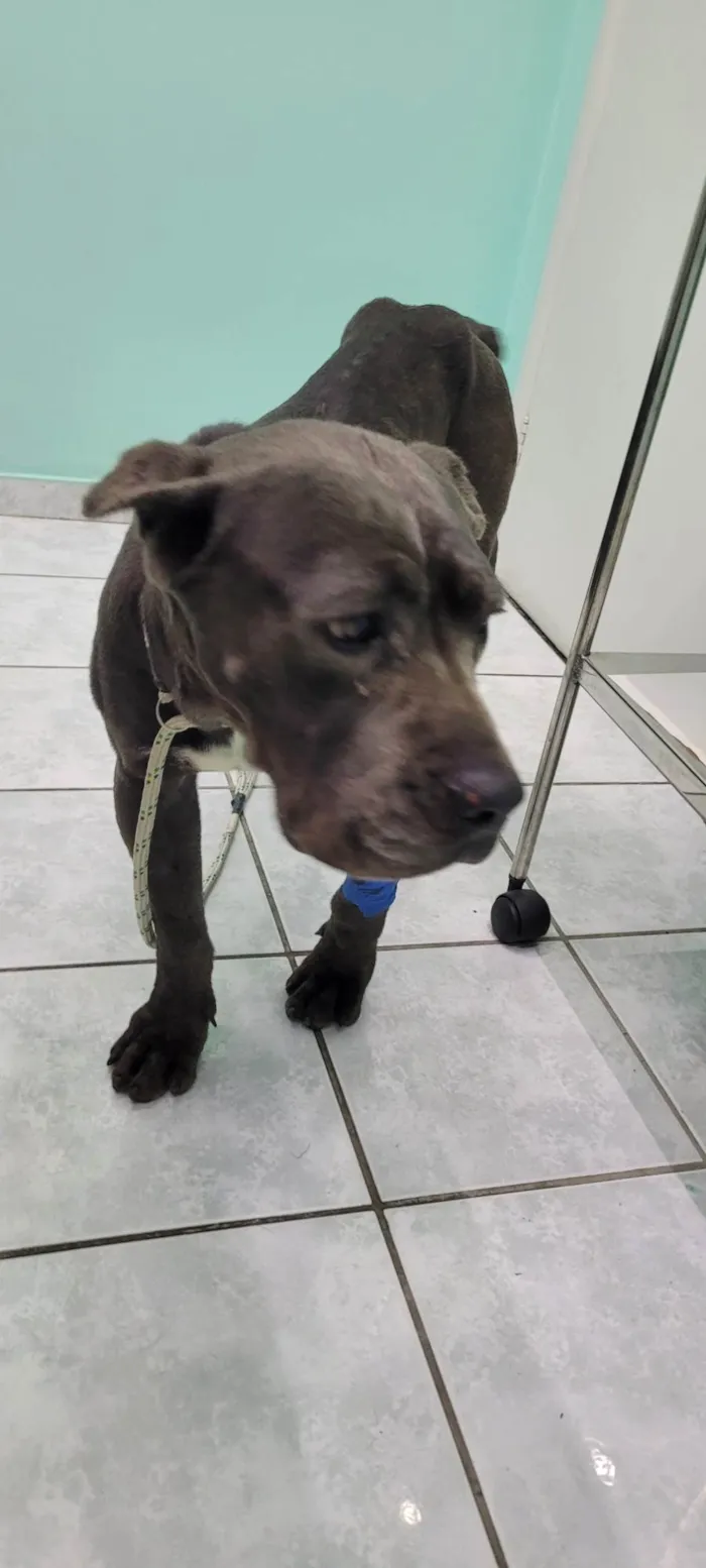 Cachorro ra a Mistura de pitbull idade 5 anos nome Sem nome