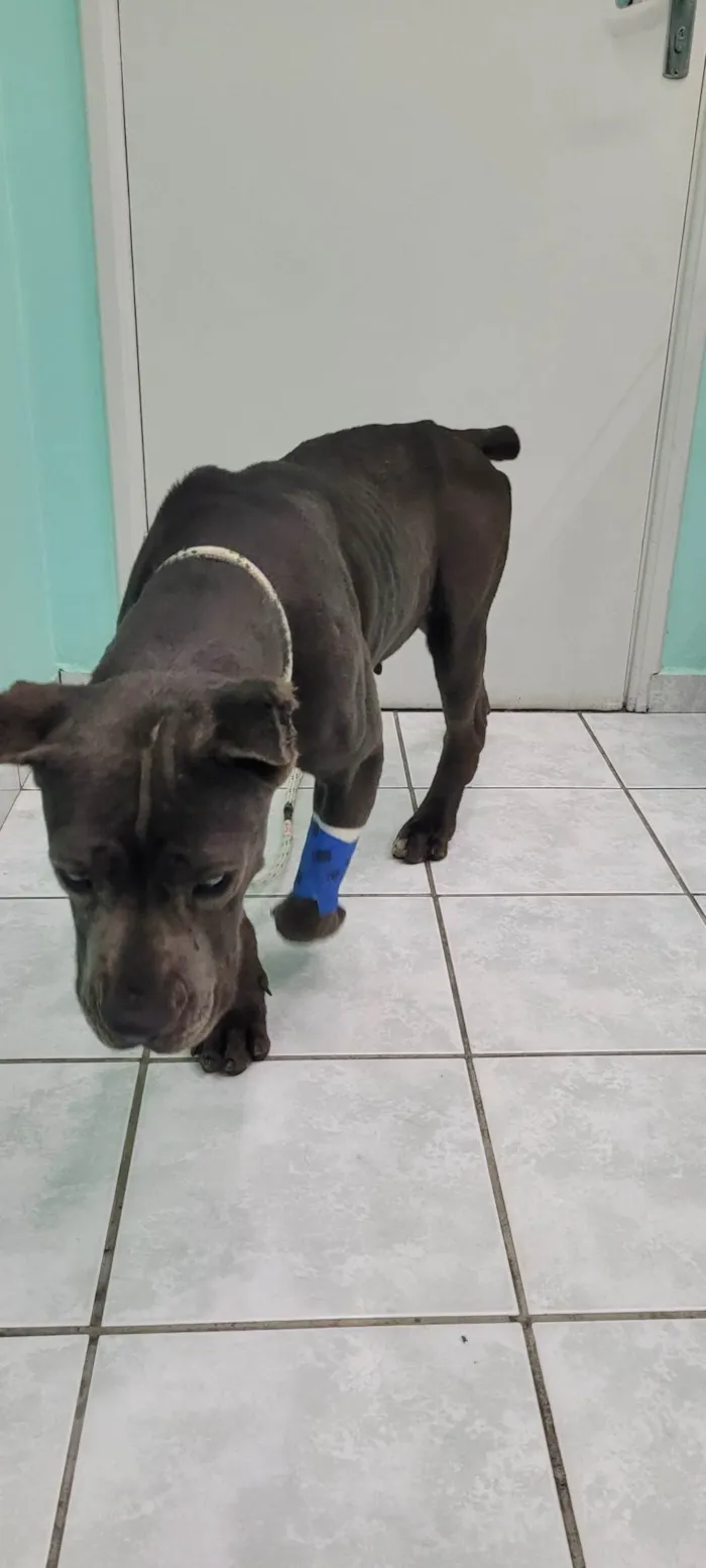 Cachorro ra a Mistura de pitbull idade 5 anos nome Sem nome