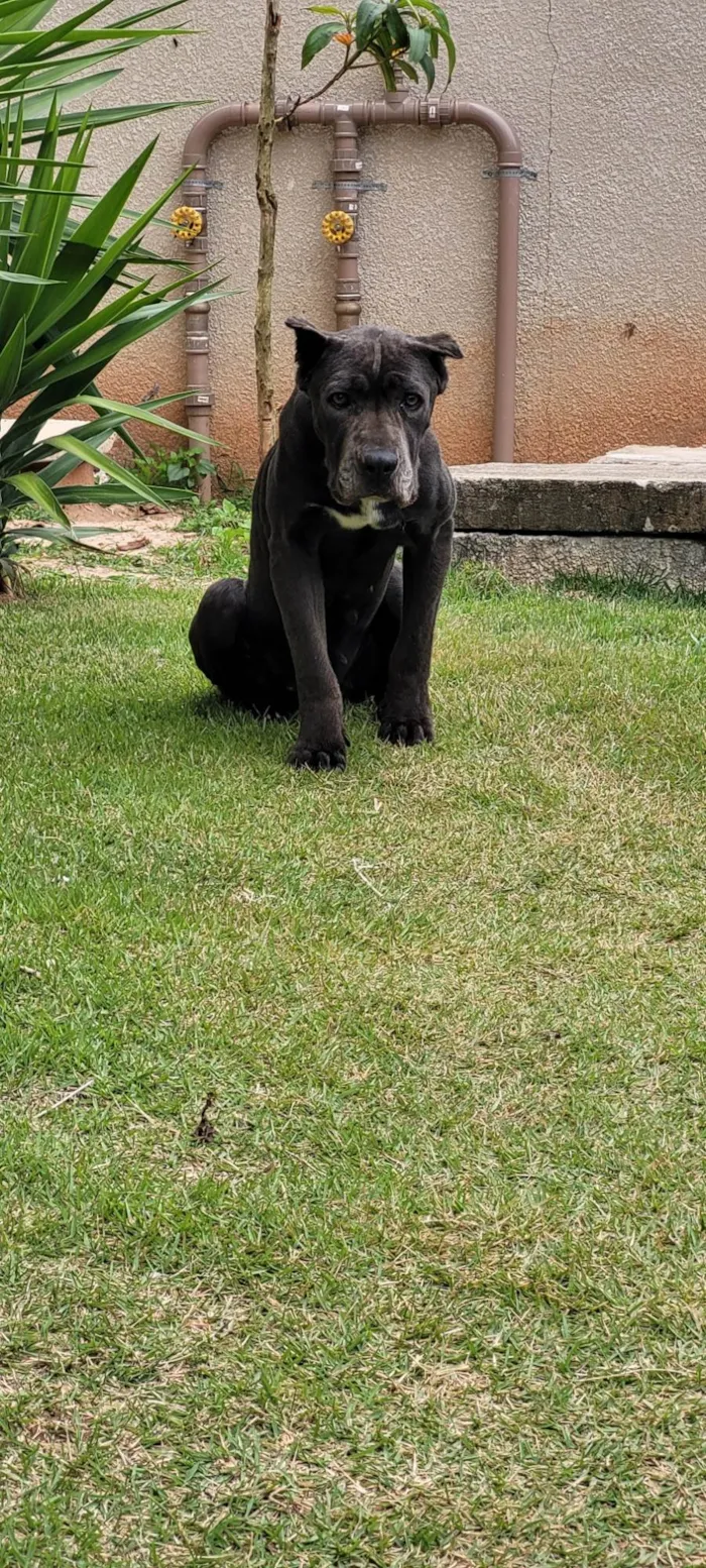 Cachorro ra a Mistura de pitbull idade 5 anos nome Sem nome