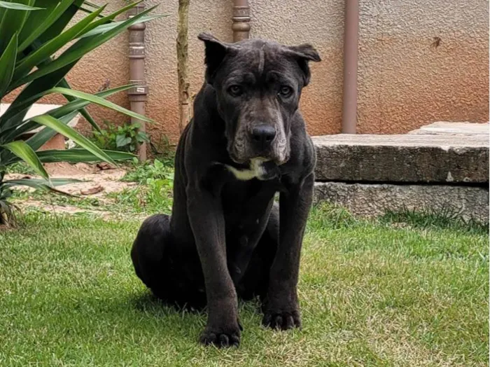 Cachorro ra a Mistura de pitbull idade 5 anos nome Sem nome