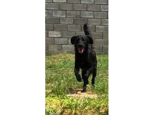 Cachorro ra a SRD-ViraLata idade 1 ano nome Loki