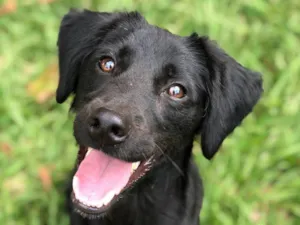 Cachorro raça SRD-ViraLata idade 1 ano nome Loki
