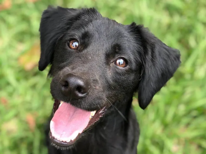 Cachorro ra a SRD-ViraLata idade 1 ano nome Loki