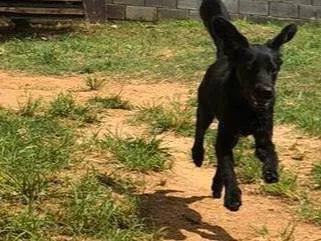 Cachorro ra a SRD-ViraLata idade 1 ano nome Loki