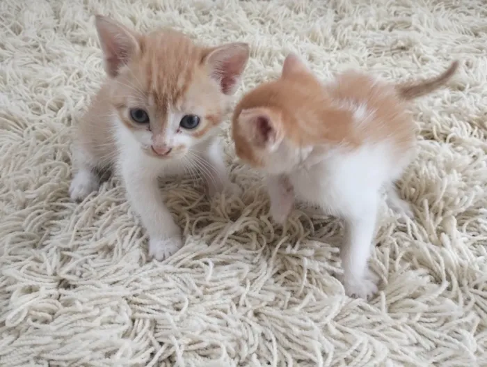 Gato ra a SRD-ViraLata idade Abaixo de 2 meses nome Gatinhas fofas 